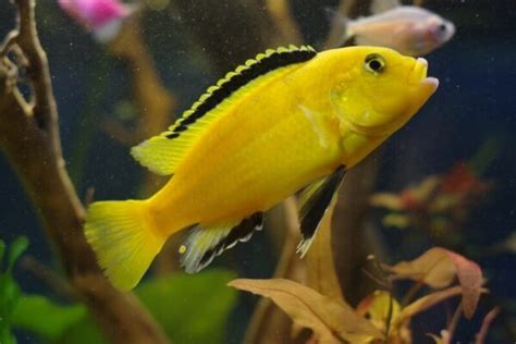 Yellow Lab Cichlid Care: Size, Tank Mates, Diet & Setup.
